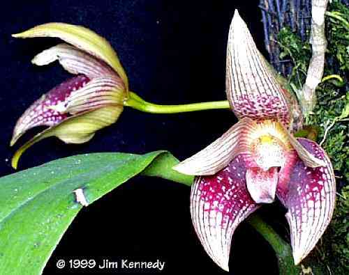 Bulbophyllum facetum